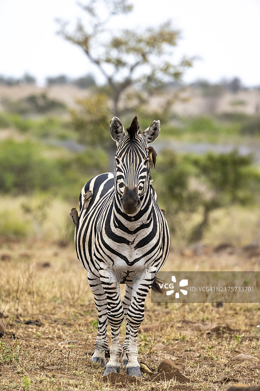 克鲁格国家公园非洲草原上的平原斑马和黄嘴牛椋鸟图片素材