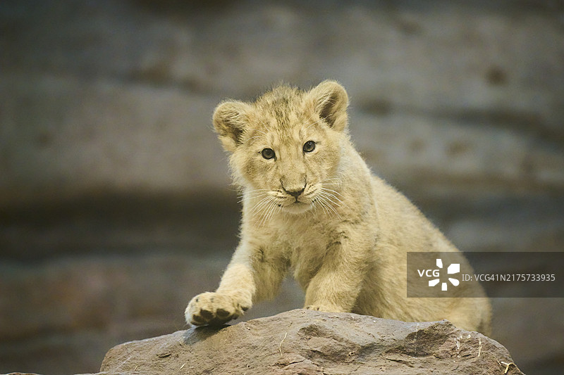 亚洲狮幼崽（波斯豹）坐在岩石上图片素材