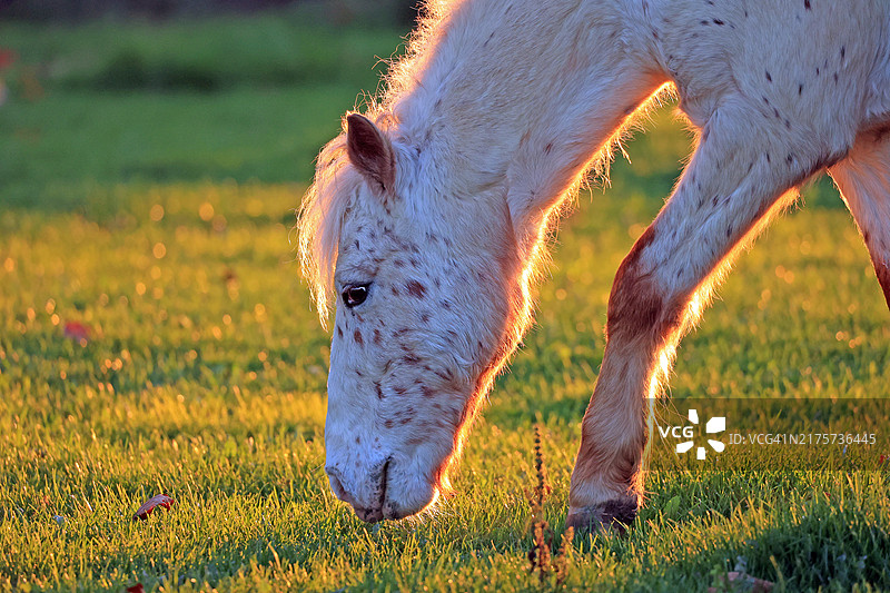 设得兰矮种马背光照，德国勒沃库森图片素材