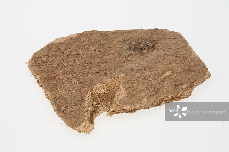 臭椿树皮，中药药用植物图片素材