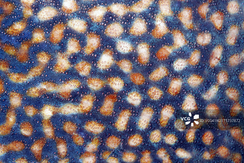 蓝条纹炮弹鱼细节，印度尼西亚马鲁古群岛班达海图片素材