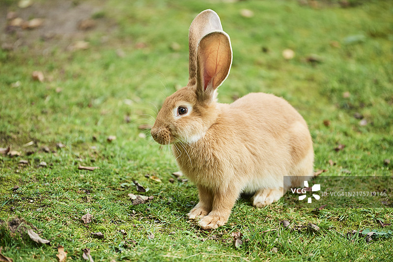 草地上的家兔，德国巴伐利亚图片素材
