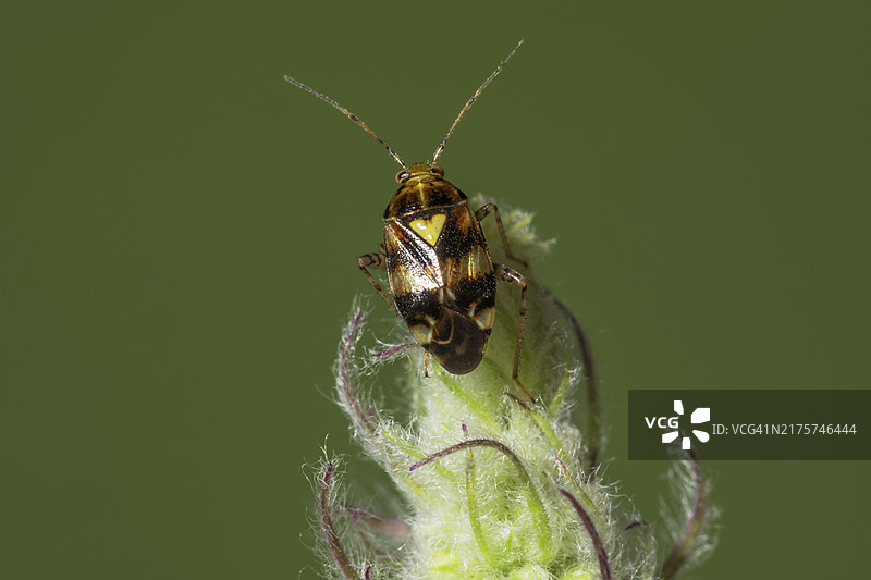 德国斑点荨麻椿象图片素材