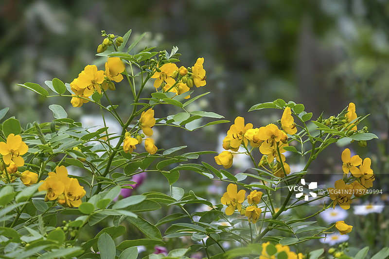 番泻叶（原产地：德国北莱茵-威斯特法伦州）图片素材