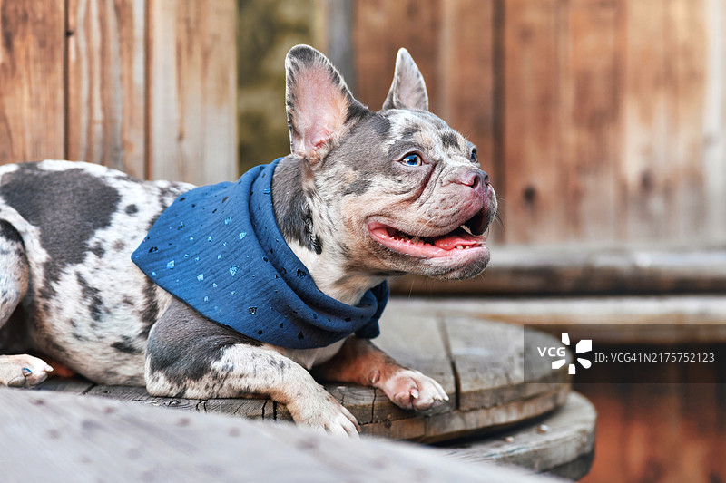 戴蓝色领巾的法国斗牛犬躺在电缆盘之间图片素材