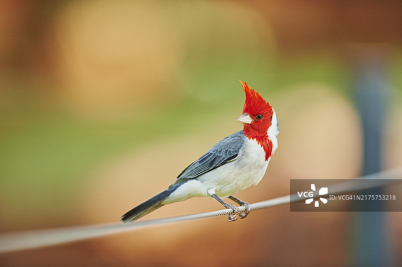 红顶主教鸟，夏威夷，美国图片素材