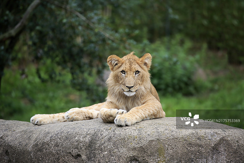 雄狮，半成年，岩石上，警觉，人工饲养图片素材
