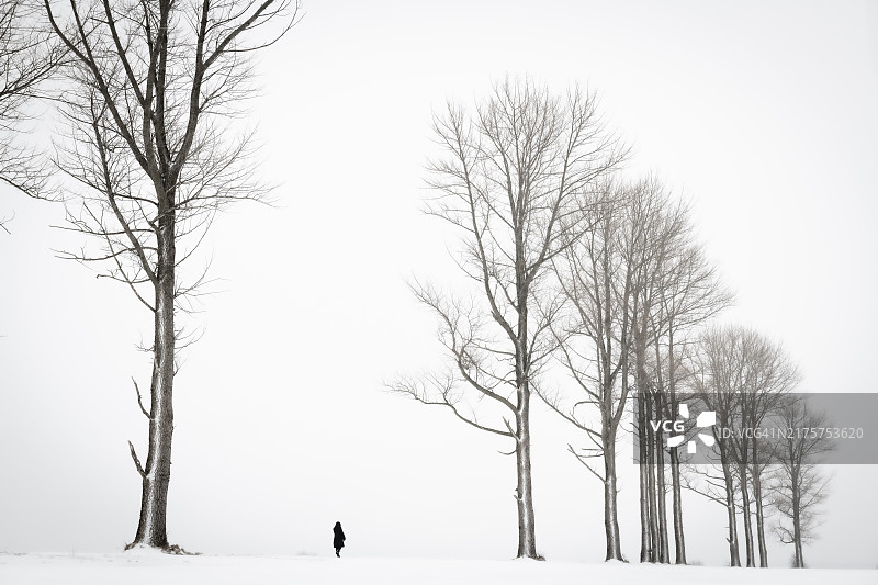德国巴伐利亚东阿尔高考夫博伊伦，黑白冬日林荫道中行走的孤独女人。图片素材