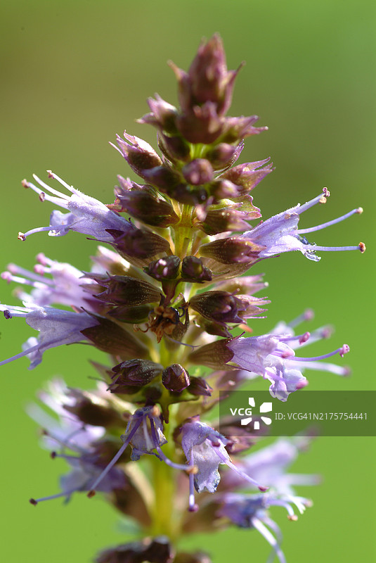 朝鲜藿香花，用作药用植物、香料植物和芳香植物图片素材