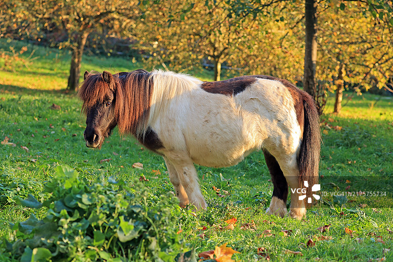 德国设特兰矮种马图片素材
