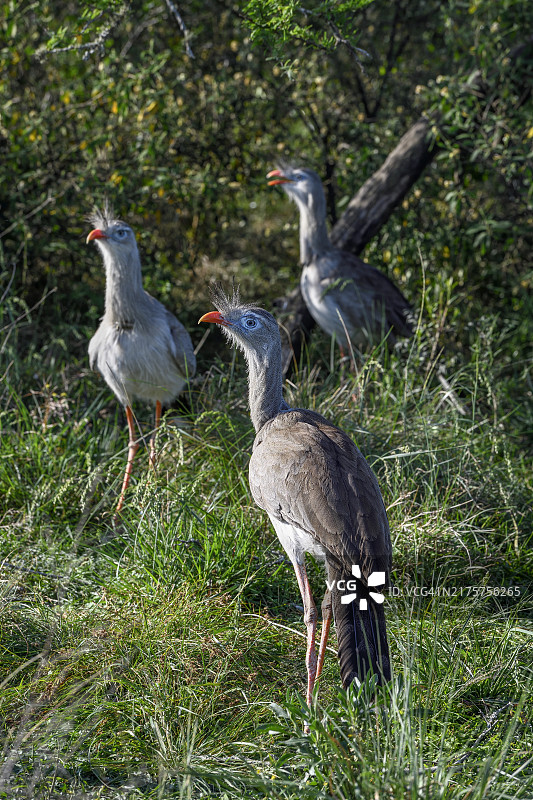 红腿叫鹤，在阿根廷科连特斯省的保护区图片素材