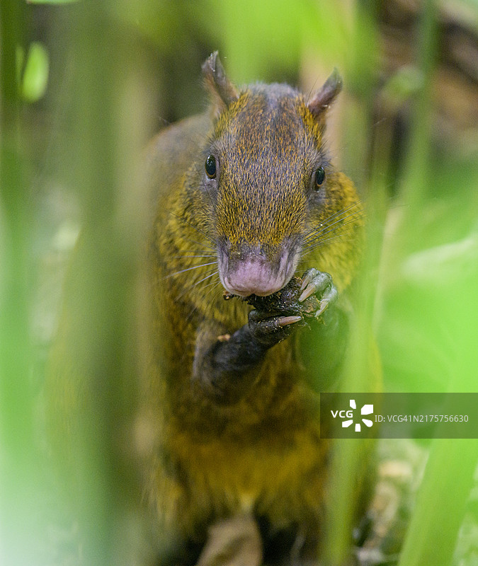 中美洲刺豚鼠，卡威塔国家公园，哥斯达黎加图片素材