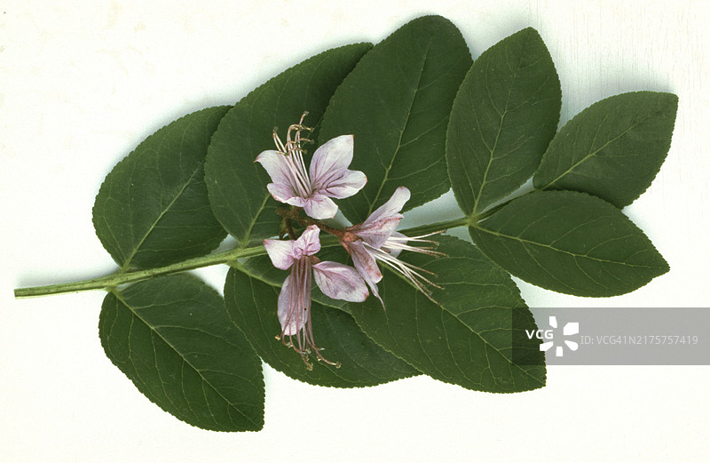 白鲜（Dictamnus albus），中世纪用作药用植物图片素材