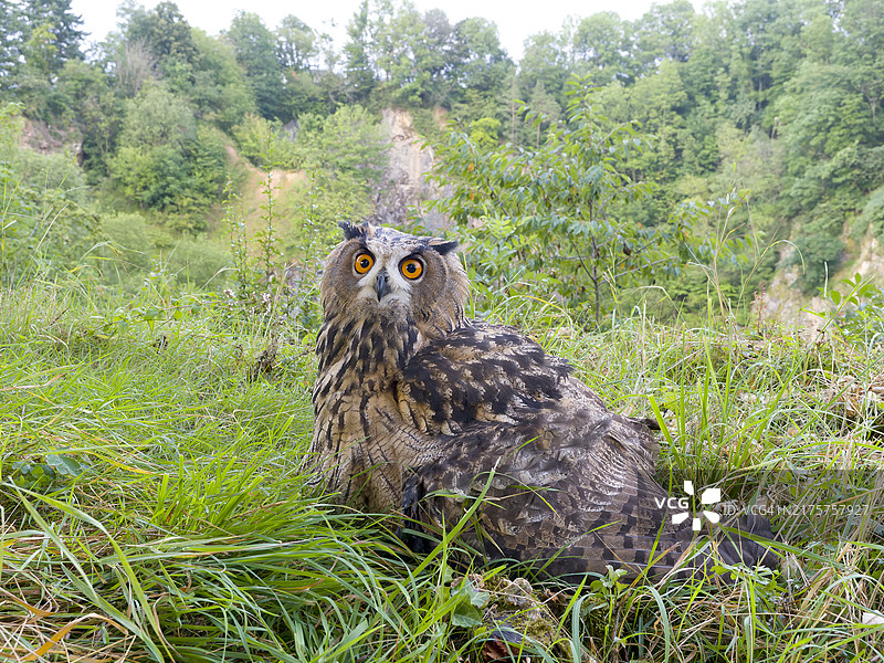 欧亚雕鸮幼鸟，在黑森州韦茨拉尔的草地上图片素材