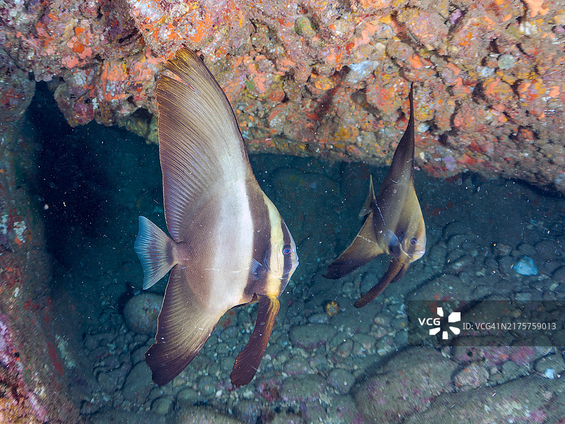 一对美丽的蝙蝠鱼，地点：日本静冈县伊豆半岛图片素材