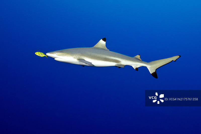 领航鱼（金色鯵鱼）在黑鳍礁鲨前游动，太平洋，雅浦，密克罗尼西亚联邦图片素材