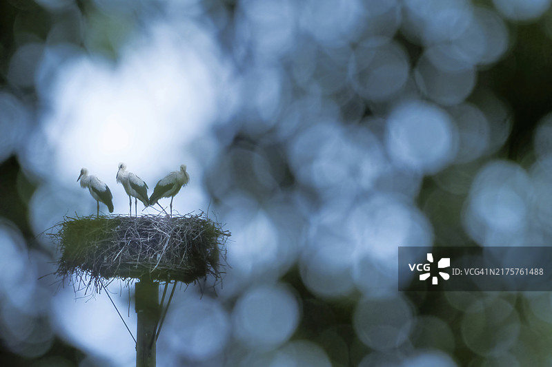 三只白鹳（Ciconia ciconia），幼鸟，站在巢里，德国黑森州，欧洲图片素材