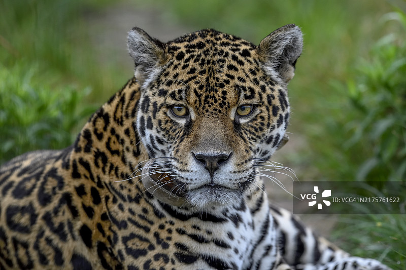 佩戴无线电项圈的美洲虎，位于阿根廷科连特斯省图片素材