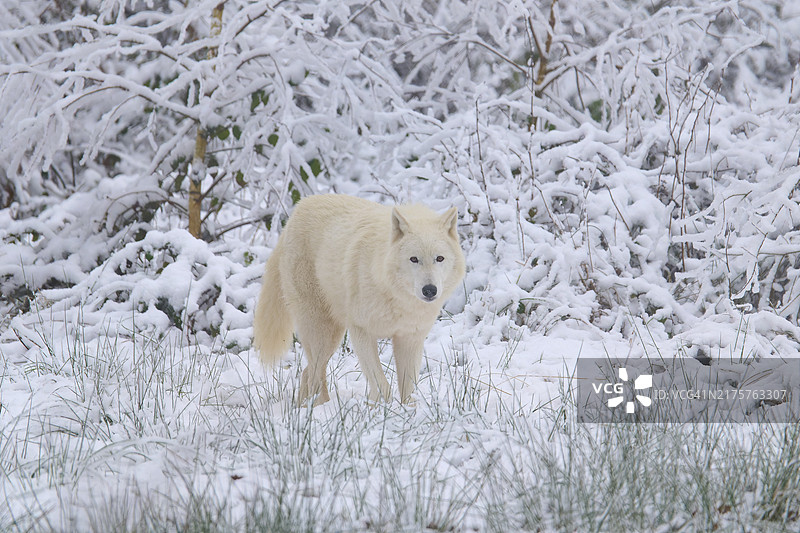 冬季景观中的北极狼图片素材