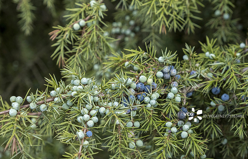 普通杜松(Juniperus communis),杜松树丛与成熟和未成熟的浆果,荷兰哈克斯贝亨的布尔瑟赞德自然保护区图片素材