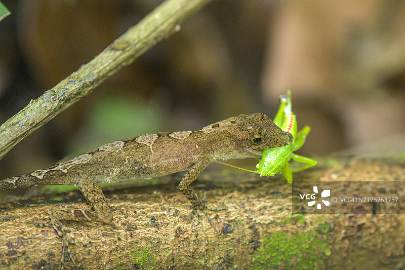 以蚱蜢为食的安乐蜥，位于中美洲哥斯达黎加蓬塔雷纳斯省科尔科瓦多国家公园图片素材