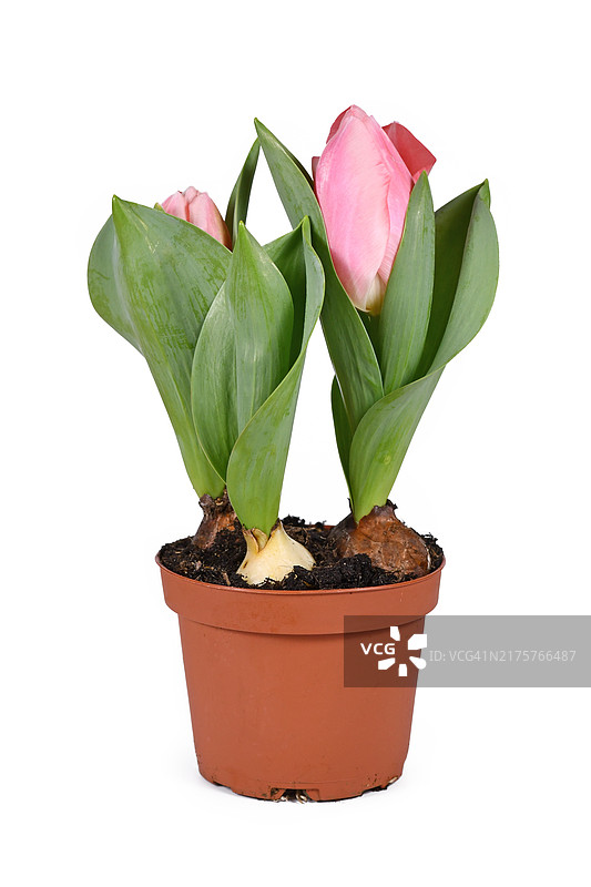 白色背景花盆中的小粉色郁金香‘糖爱’图片素材