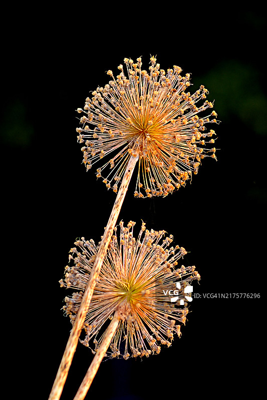 干花装饰蒜图片素材