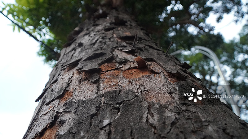 剥落的树皮特写图片素材