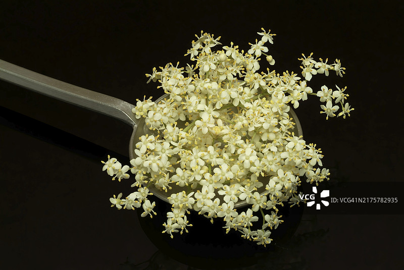 黑接骨木，药用植物，接骨木莓汁和接骨木浆果图片素材