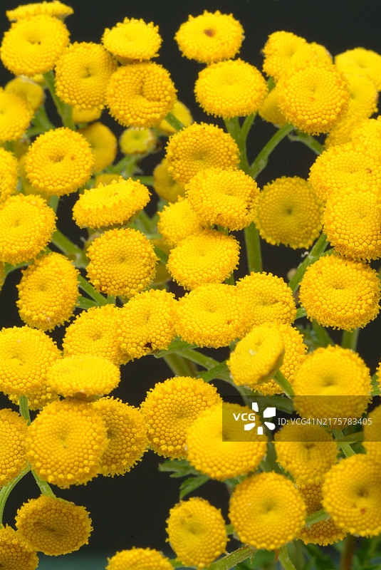 药用植物：艾菊图片素材