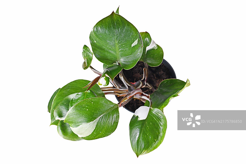 白色背景上的白斑喜林芋盆栽顶视图图片素材