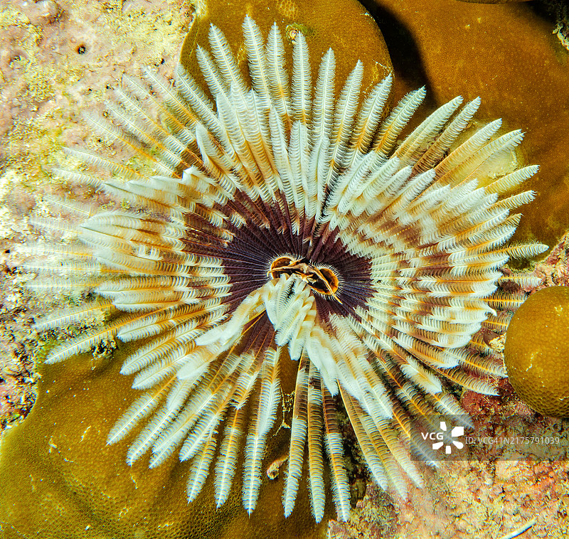 印度洋-太平洋海鳃虫图片素材