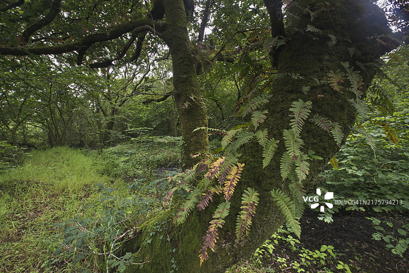英国威尔士的无梗花栎和普通多足蕨图片素材