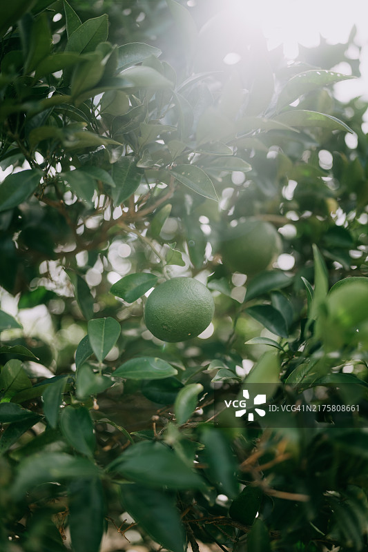 阳光下的绿色橘子，日本山口县萩市图片素材