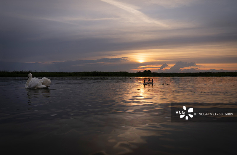 多瑙河三角洲的孤独天鹅，日落时水中倒映着云彩，罗马尼亚图片素材