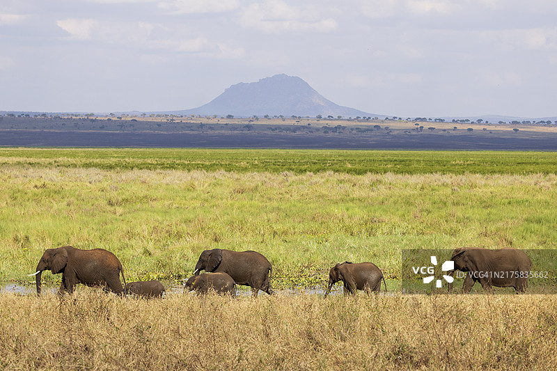 塔兰吉雷国家公园的大象图片素材