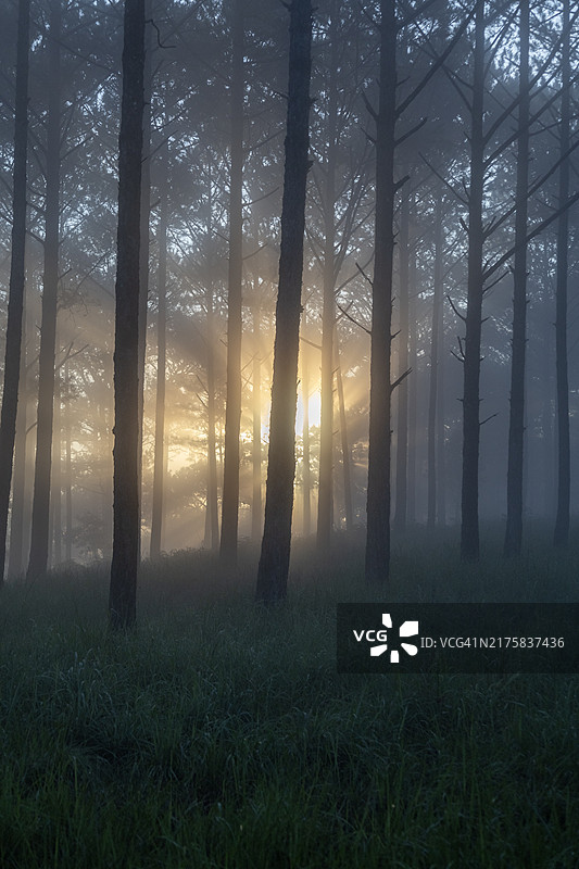 阳光明媚的早晨，松树林中美丽的光线图片素材