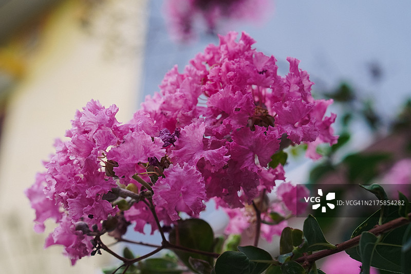 盛开的粉色紫薇花图片素材