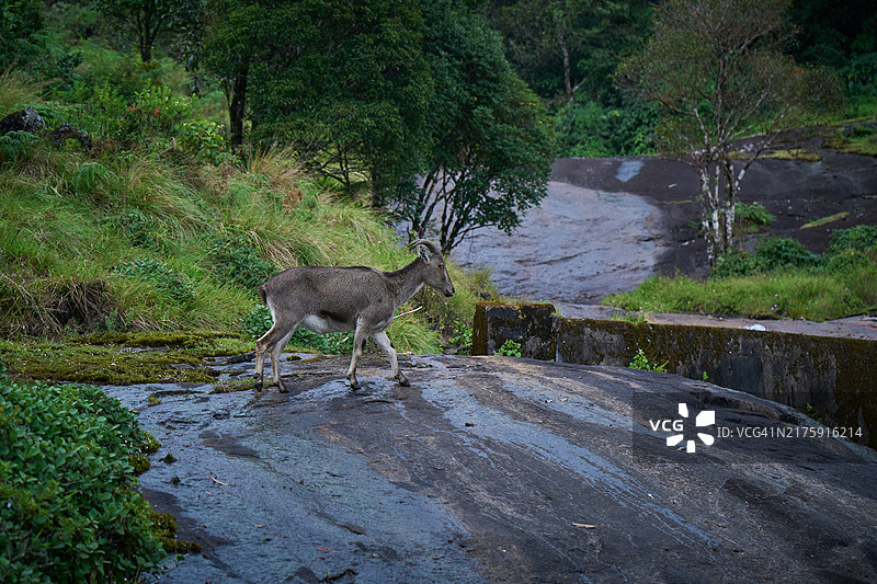 拉贾马拉的尼尔吉里塔尔羊图片素材