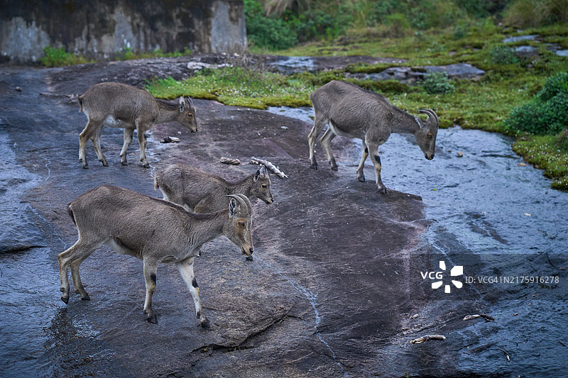 拉贾马拉的尼尔吉里塔尔羊图片素材