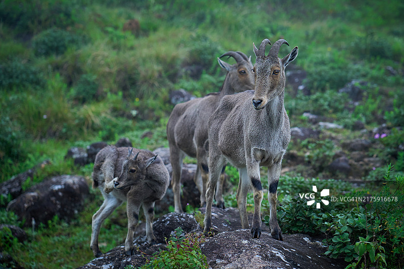 拉贾马拉的尼尔吉里塔尔羊图片素材