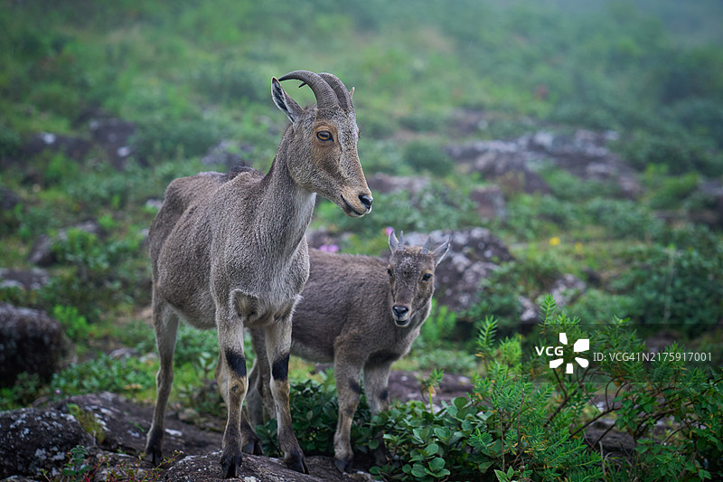 拉贾马拉的尼尔吉里塔尔羊图片素材