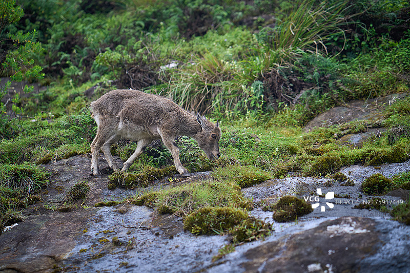 拉贾马拉的尼尔吉里塔尔羊图片素材