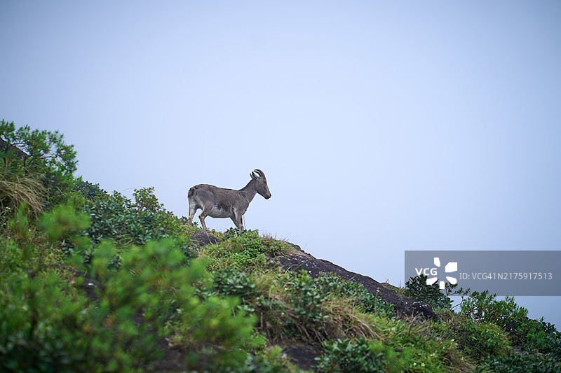 拉贾马拉的尼尔吉里塔尔羊图片素材