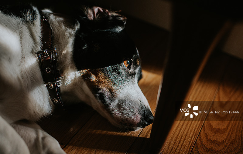 舒适室内：柔光下，平静的狗狗在木地板上休息图片素材