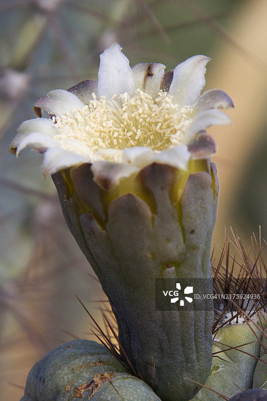 火炬仙人掌花图片素材