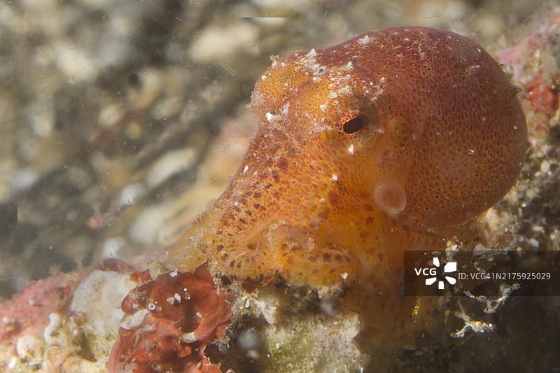 贝里短尾鱿鱼图片素材