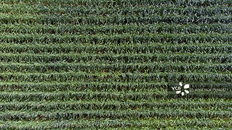 科罗拉多州农业图片素材