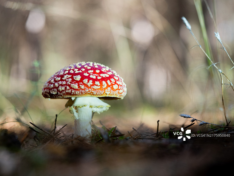 毒蝇伞或蝇agar是一种红色和白色斑点的有毒蟾蜍蘑菇，秋季森林中的一组真菌图片素材