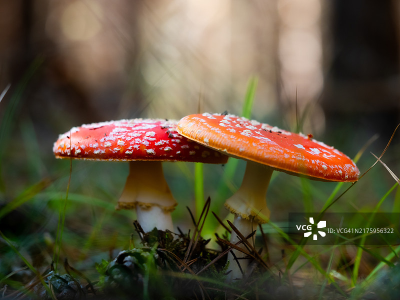 毒蝇伞或蝇agar是一种红色和白色斑点的有毒蟾蜍蘑菇，秋季森林中的一组真菌图片素材
